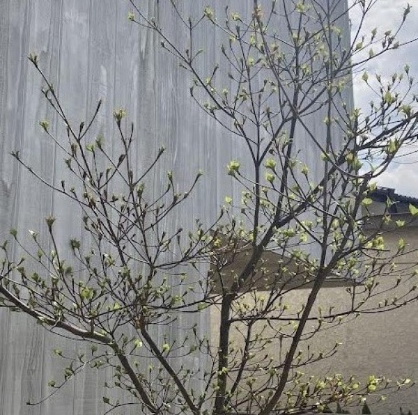 植栽と四季の楽しさ